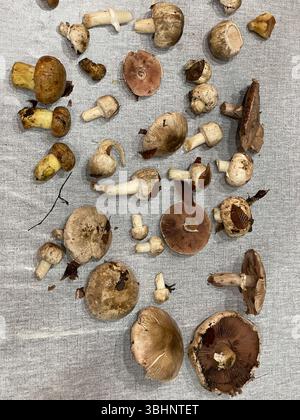 Champignons collectés dans la forêt pour la cuisson comme fond Banque D'Images
