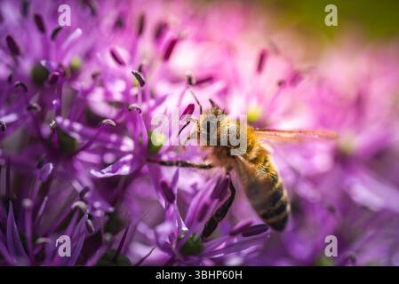 Une abeille est assise confortablement sur une fleur violette vibrante, prenant son temps pour recueillir le nectar et le pollen pour sa ruche. C'est un beau spectacle à voir Banque D'Images