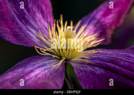 Gros plan macro vue d'une grande fleur de clématite violet foncé Jackmanii avec des étamines de doigt dorées dans la lumière du soleil. Banque D'Images