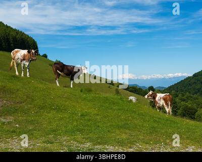 un troupeau de vaches qui paissent dans les montagnes Banque D'Images