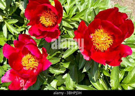 Peonies Coral Faye fleurs en gros plan poussant dans le jardin. Bourgeons florissants rouges vifs. Photo de haute qualité Banque D'Images