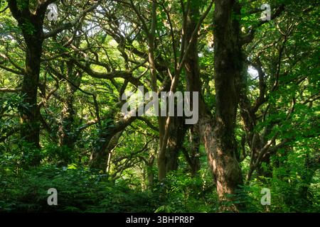 Forêt de bijarim luxuriante sur l'île de Jeju avec des troncs d'arbres tordus et un feuillage vert dense. La lumière du soleil filtre à travers la canopée, créant une dynamique, naturelle Banque D'Images