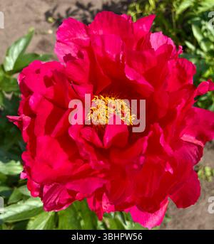 Une fleur de pivoine Coral Fay en gros plan poussant dans le jardin. Rouge vif une fleur, macro. Photo de haute qualité Banque D'Images