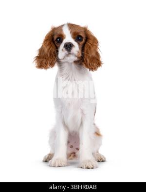 Mignon chiot chien Cabalier King Charles marron et blanc, assis face à l'avant. Regarder attentif à la caméra. Isolé sur un fond blanc Banque D'Images