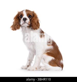 Chiot chien Cabalier King Charles brun et blanc mignon, assis sur le côté. Regarder attentif à la caméra. Isolé sur fond blanc. Banque D'Images
