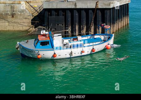 Le bateau de pêche Bootlegger entrant dans le port de Newquay Harbour Harbor suivi par un phoque gris Halichoerus grypuson la côte de Newquay en Cornouailles au Royaume-Uni. Banque D'Images