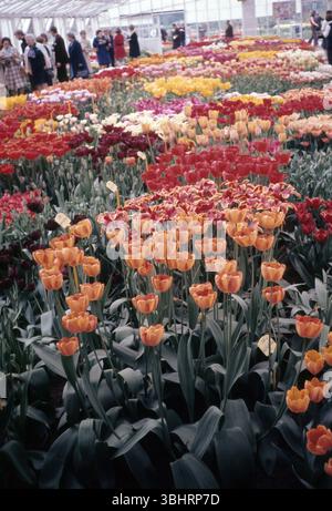 Besucher auf einem Tulpenmarkt in den Niederlanden. Der Ort ist unbekannt, vermutlich in der Nähe von Amsterdam. / Visiteurs d'un marché de tulipes aux pays-Bas. L'emplacement est inconnu, vraisemblablement près d'Amsterdam.*Aufnahmedatum geschätzt/date estimée* snapshot-Photography/A.Aldrige *** visiteurs d'un marché de tulipes aux pays-Bas L'emplacement est inconnu, vraisemblablement près d'Amsterdam visiteurs d'un marché de tulipes aux pays-Bas L'emplacement est inconnu, vraisemblablement près d'Amsterdam date estimée photographie d'instantané A Aldrige Banque D'Images