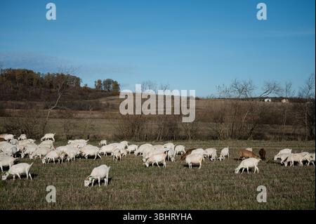 Un grand troupeau de moutons pèle paisiblement sur une herbe verte luxuriante dans un vaste champ, entouré de douces collines et d'un ciel vibrant, créant un pittoresque Banque D'Images