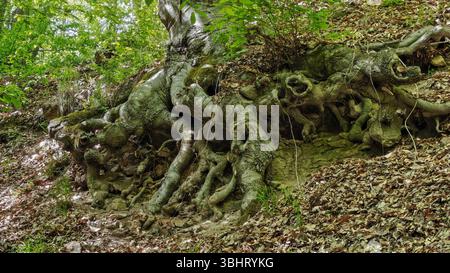Racines d'arbres tordues et exposées dans une forêt, émergeant dramatiquement du sol. Banque D'Images