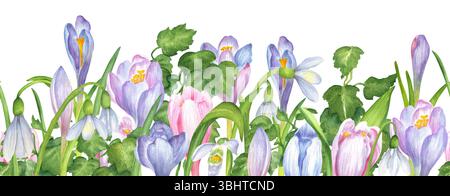 Bordure florale sans couture de crocus mous violets, bleus et roses, fleurs de gouttes de neige, feuilles de lierre vert. Bordure printanière. Garde des fleurs printanières Banque D'Images