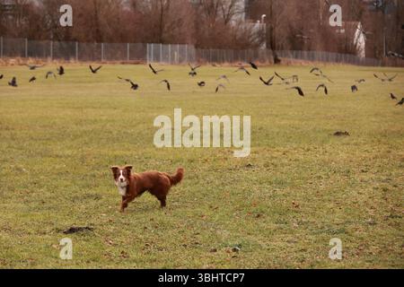 Un chien est debout dans un champ avec un troupeau d'oiseaux volant au-dessus de lui Banque D'Images