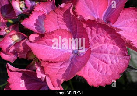 gros plan de fleur d'hortensia rouge fleurie dans un jardin anglais, norfolk, angleterre Banque D'Images