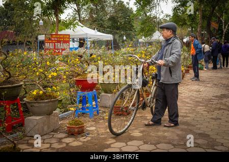 Un homme vietnamien avec une bicyclette s'arrête pour regarder la vente d'arbres de fleurs d'abricot bonsaï au marché aux fleurs du nouvel an lunaire (TET) à Hanoi, au Vietnam. Banque D'Images