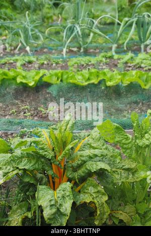 Potager Banque D'Images