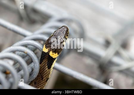 Serpent d'herbe barrée Natrix helvetica, mâle adulte caché dans la structure du pont, mur de jambon, Somerset, Royaume-Uni, juin Banque D'Images