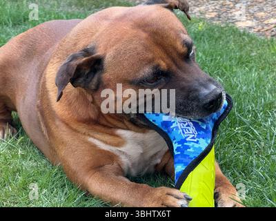 Brown Staffordshire Bull Terrier mâchant un jouet nerf chien bleu et jaune tout en étant allongé sur l'herbe dans le jardin Banque D'Images
