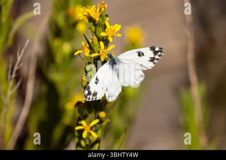 Euchloe belemia blanc rayé vert, nectaring imago sur fleurs, Salina, Malte, octobre Banque D'Images