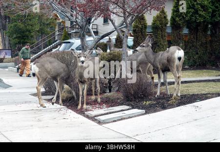 Un petit troupeau de cerfs mulets vivant et se nourrissant dans un quartier résidentiel du centre-ville de Bend, Oregon. Banque D'Images