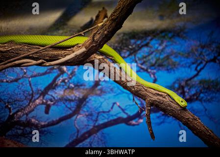 Le mamba vert oriental, Dendroaspis angusticeps sur une branche Banque D'Images