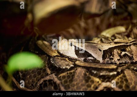 La vipère Gaboon, Bitis gabonica, aussi appelée l'additionneur Gaboon Banque D'Images