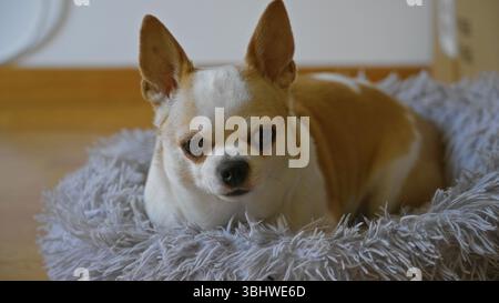 Chihuahua reposant paisiblement sur un lit moelleux confortable à la maison, mettant en valeur le cadre intérieur chaleureux et le confort de la vie de petit chien. Banque D'Images