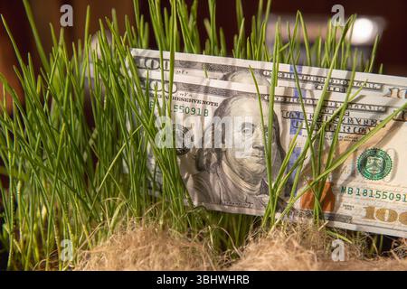 Billet de cent dollars avec microgreens germant dans le sol, concept de croissance financière Banque D'Images