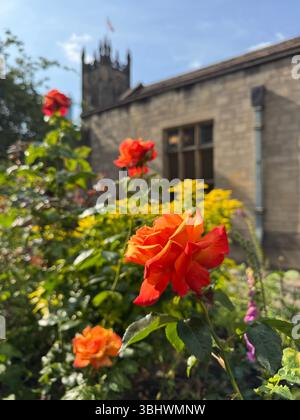 Une belle rose à l'extérieur des jardins de la cathédrale de Manchester Banque D'Images