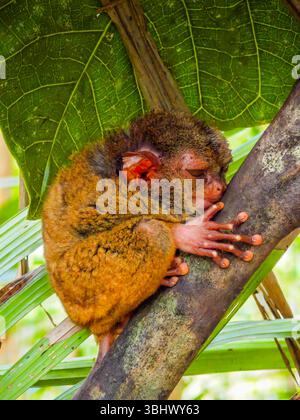 Gros plan de Tarsier unique et mignon avec de grands yeux. Forêt tropicale de Bohol Tarsier sanctuaire aux Philippines de l'un des plus petits primates Banque D'Images