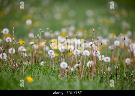 Pissenlits poussant dans l'herbe. Banque D'Images