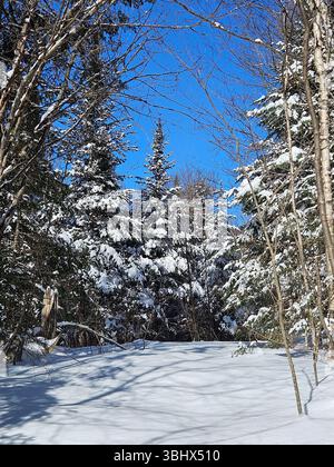 Sentier forestier enneigé à travers des arbres à feuilles persistantes avec de la neige profonde d'hiver et un ciel bleu vif créant un sentier sauvage paisible Banque D'Images