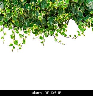 Branches de lierre caucasien avec des feuilles vertes comme bordure haute de cadre isolé sur blanc avec chemin de découpage inclus, élément graphique avec espace de copie Banque D'Images