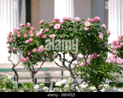 Buissons roses hybrides à thé roses à l'arrière-plan de colonnes de marbre. Banque D'Images