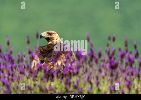 Aigle doré (Aquila chrysaetos) sur le sol parmi la lavande espagnole en fleurs (Lavandula stoechas). Madrid, Espagne. Banque D'Images