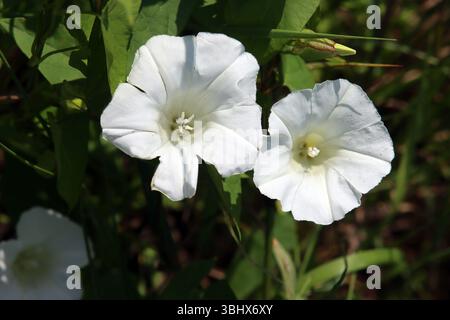Field Bindweed dans Bloom Banque D'Images