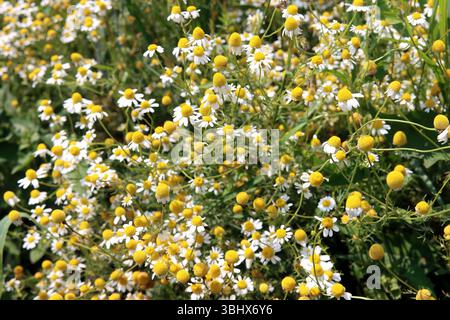 Vraies fleurs de camomille Banque D'Images