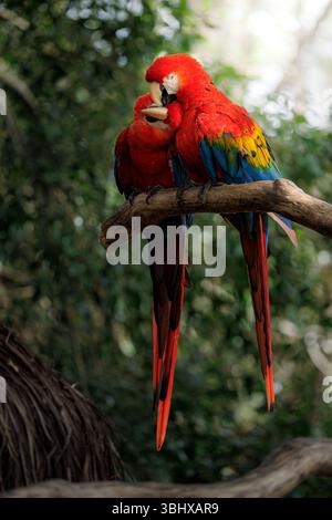 Une paire d'aras écarlate accouplés perchés étroitement sur une branche d'arbre, affichant un plumage rouge, jaune et bleu vif dans un cadre de forêt tropicale luxuriante. Banque D'Images