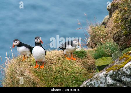 Charmants macareux sur les îles Féroé à la fin de l'été Banque D'Images