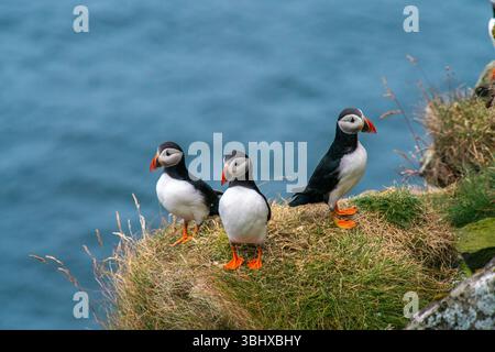 Charmants macareux sur une falaise dans les îles Féroé à la fin de l'été Banque D'Images