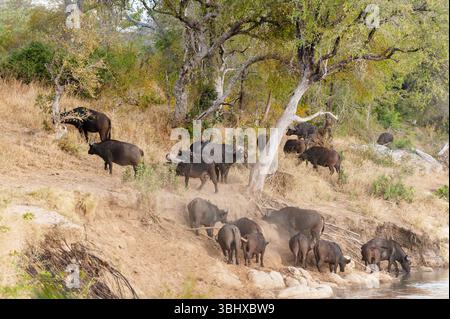 Buffle d'Afrique (Syncerus caffer), troupeau de buffles d'Afrique sur les rives de la rivière Sand, Afrique du Sud, réserve de gibier de Mala Mala Banque D'Images