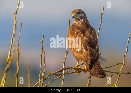 Buzzard eurasien (Buteo buteo), se trouve sur une branche, vue arrière, regarde autour, Italie, Toscane Banque D'Images
