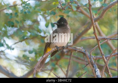 Blackeyed Bulbul, Brown-capped Bulbul, Dark-capped Bulbul, Garden Bulbul, Kenya Highlands Dark-capped Bulbul, Ngami Dark-capped Bulbul, tricolore Bul Banque D'Images