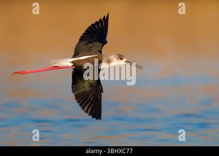 Échasses à ailes noires (Himantopus himantopus), en vol au-dessus de l'eau, Italie, Toscane, Piana fiorentina Banque D'Images