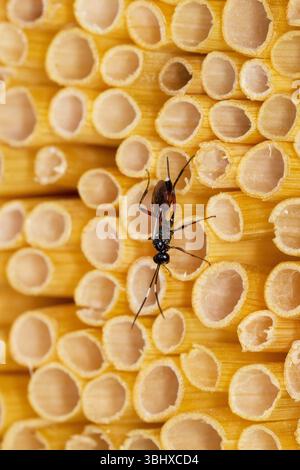 Guêpe ichneumonide, guêpe ichneumonide (Hoplocryptus murarius), sur un accessoire de nidification d'insectes fabriqué à partir de pailles, Allemagne Banque D'Images
