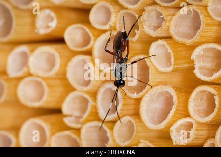 Guêpe ichneumonide, guêpe ichneumonide (Hoplocryptus murarius), sur un accessoire de nidification d'insectes fabriqué à partir de pailles, Allemagne Banque D'Images