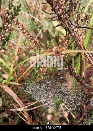 Une photo en gros plan montre une toile d'araignée couverte de rosée magnifiquement sertie dans l'herbe sauvage et les plantes en fleurs Banque D'Images