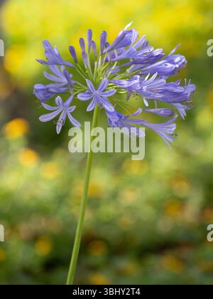 Gros plan d'un lis de lavande du Nil ou fleur de lis africain en fleur. Photographié avec une faible profondeur de champ à Houston, Texas. Banque D'Images