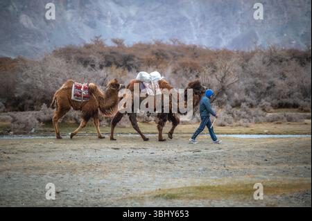 Un homme marche avec deux chameaux bactriens à travers le désert de Hunder dans la vallée de Nubra, au Ladakh, encadré par une scène montagneuse de l'Himalaya Banque D'Images