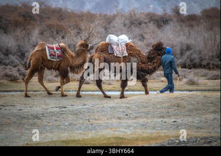 Un homme marche avec deux chameaux bactriens à travers le désert de Hunder dans la vallée de Nubra, au Ladakh, encadré par une scène montagneuse de l'Himalaya Banque D'Images