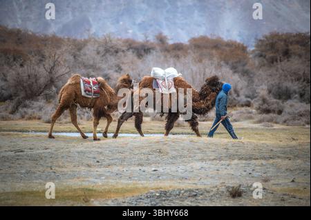 Un homme marche avec deux chameaux bactriens à travers le désert de Hunder dans la vallée de Nubra, au Ladakh, encadré par une scène montagneuse de l'Himalaya Banque D'Images