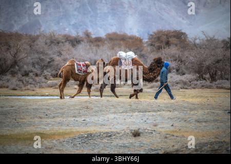 Un homme marche avec deux chameaux bactriens à travers le désert de Hunder dans la vallée de Nubra, au Ladakh, encadré par une scène montagneuse de l'Himalaya Banque D'Images
